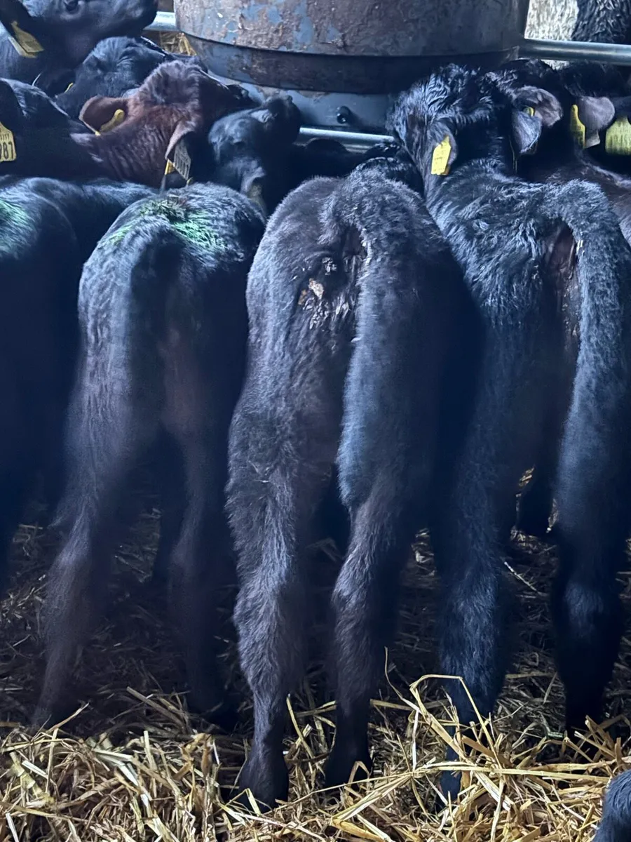 50 ANGUS HEIFERS - Image 2