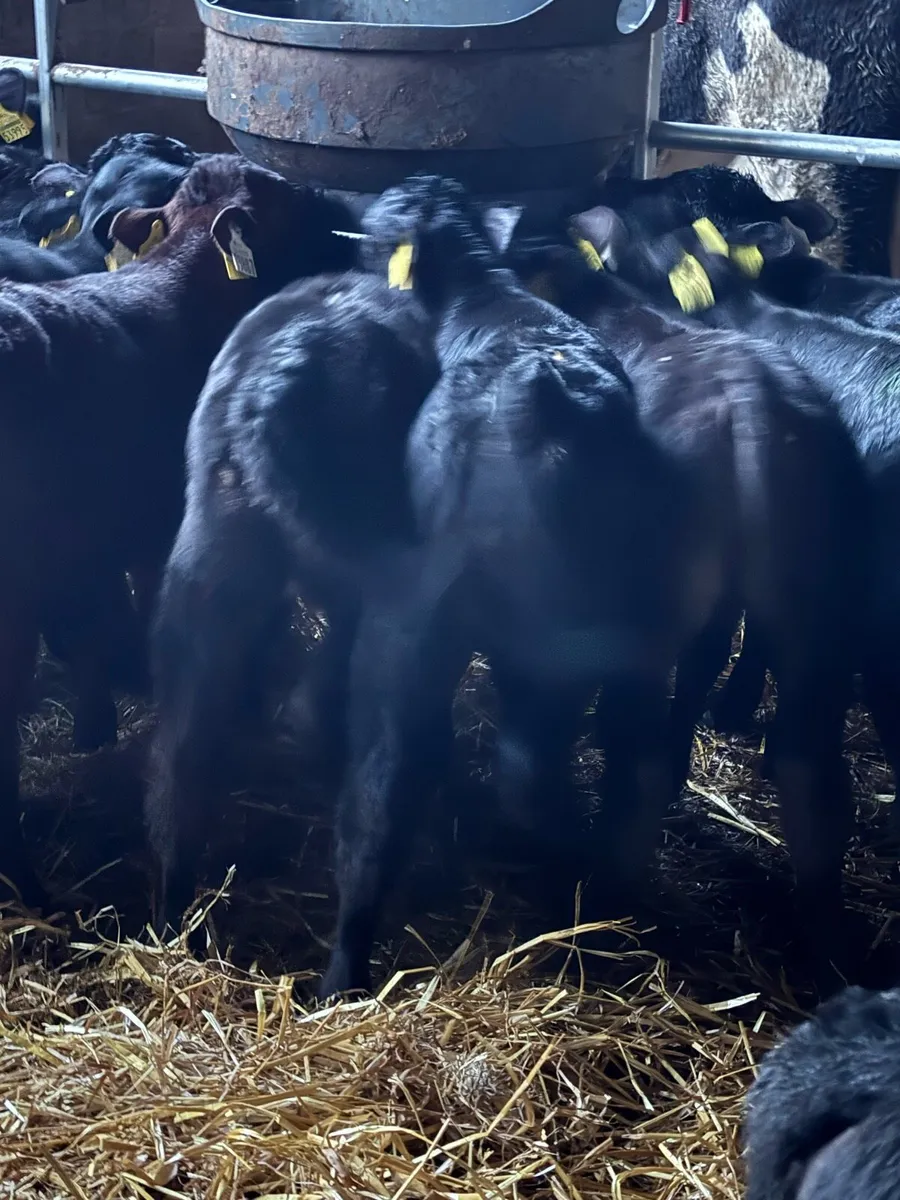 50 ANGUS HEIFERS - Image 3