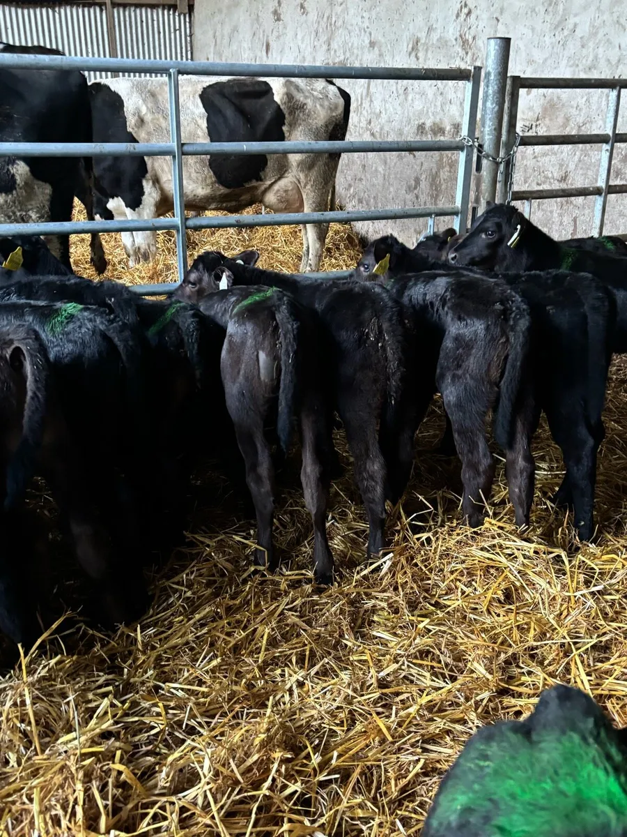 50 ANGUS HEIFERS - Image 4