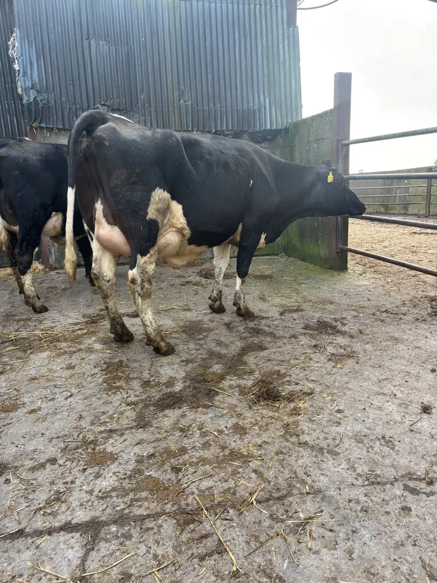 FRESHLY CALVED COWS/HEFIERS - Image 1