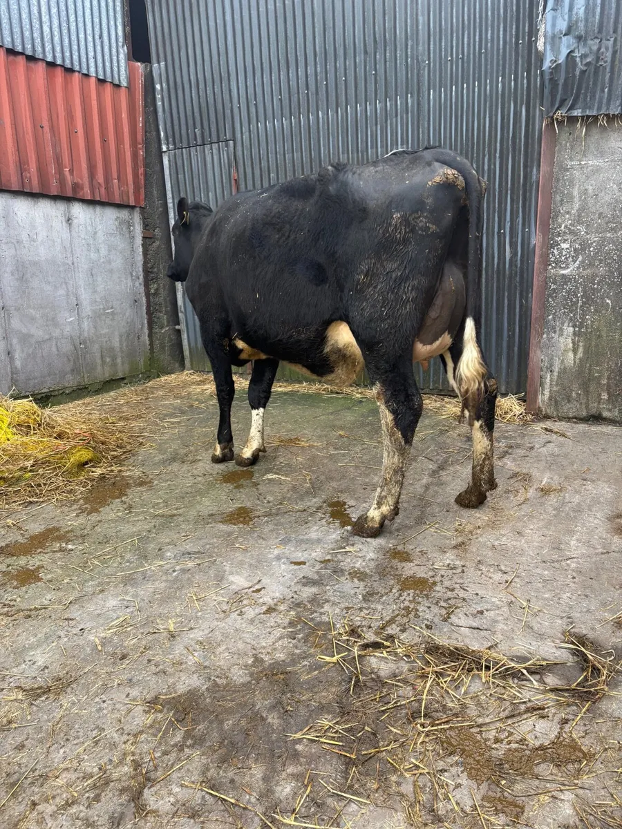 FRESHLY CALVED COWS/HEFIERS - Image 2