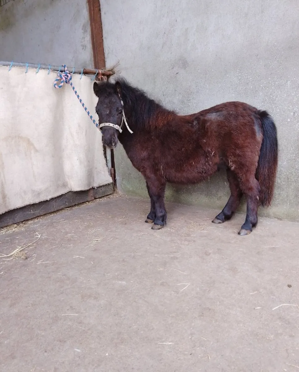 Shetland pony - Image 1