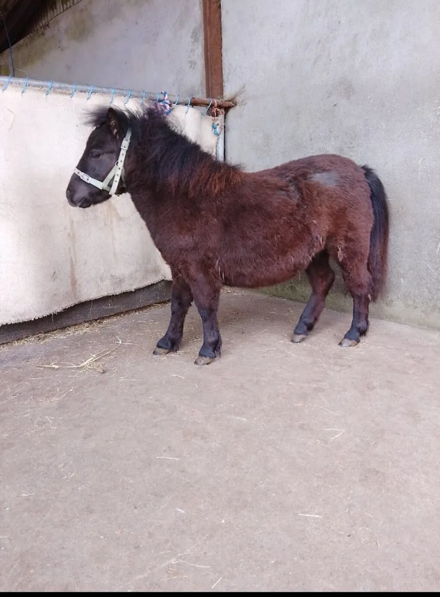 Shetland pony - Image 2