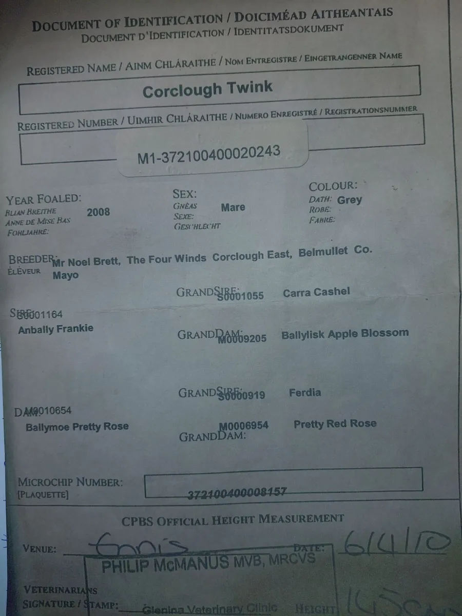 Class 1 Connemara Mare - Image 2