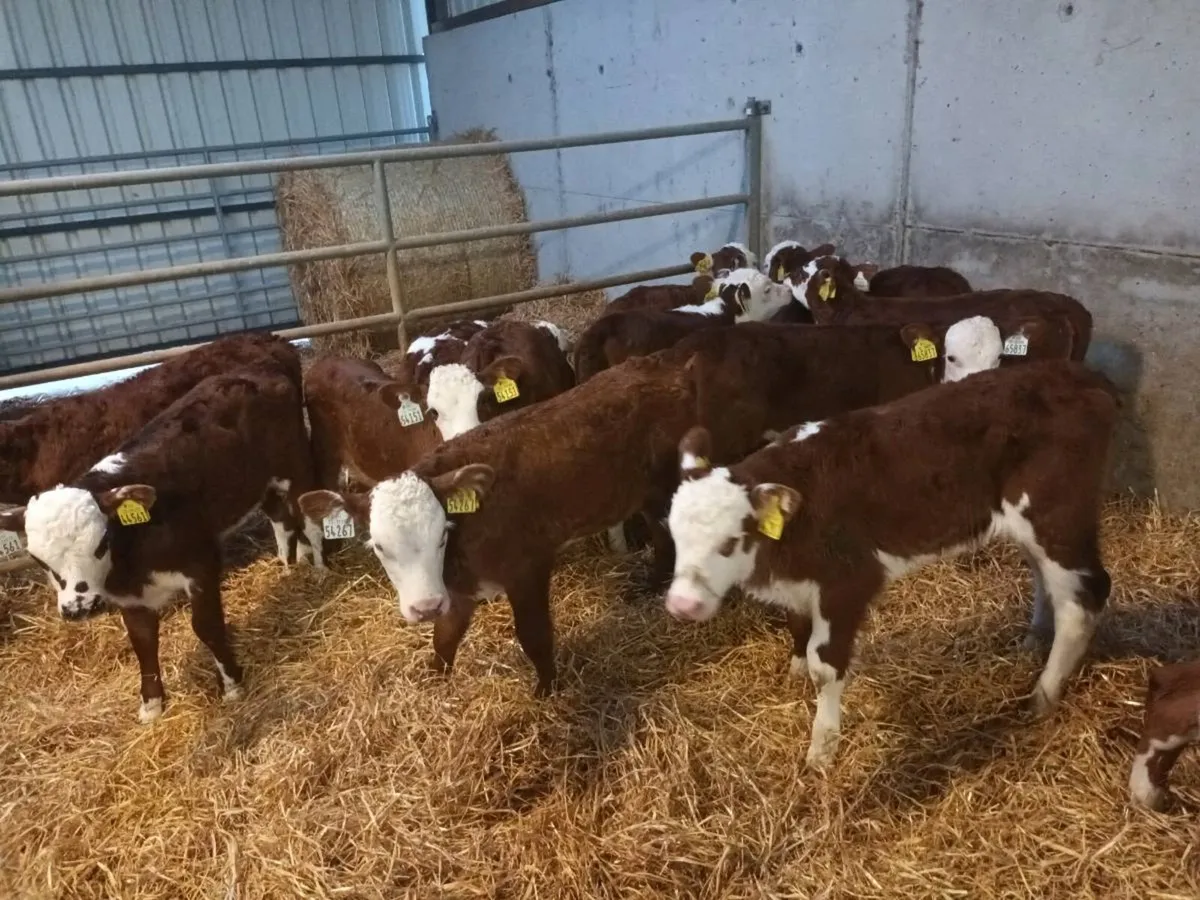 15 RED WHITEHEAD HEIFER CALVES FOR SALE - Image 1