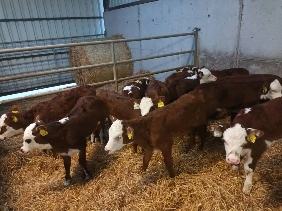 15 RED WHITEHEAD HEIFER CALVES FOR SALE - Image 3
