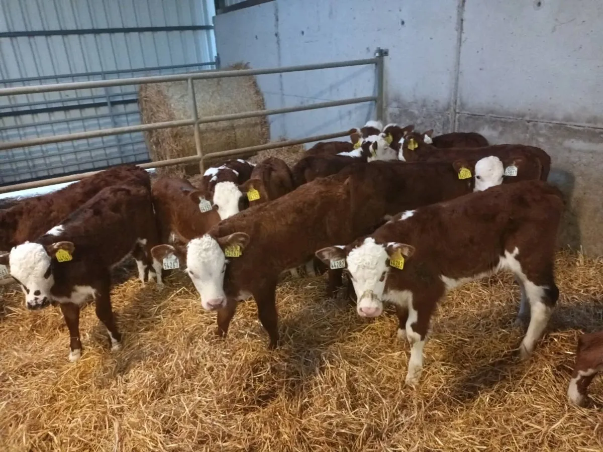 15 RED WHITEHEAD HEIFER CALVES FOR SALE - Image 4