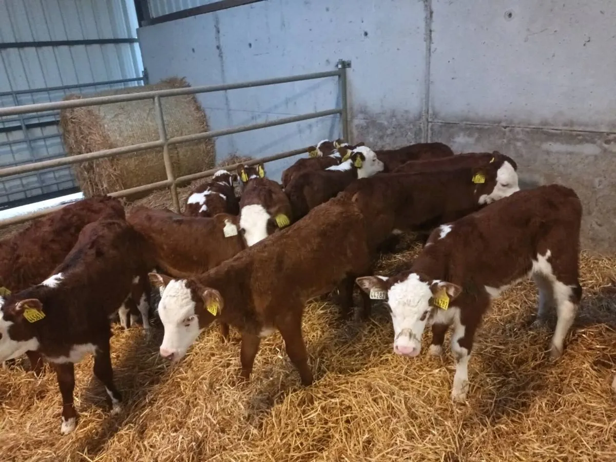 15 RED WHITEHEAD HEIFER CALVES FOR SALE - Image 2