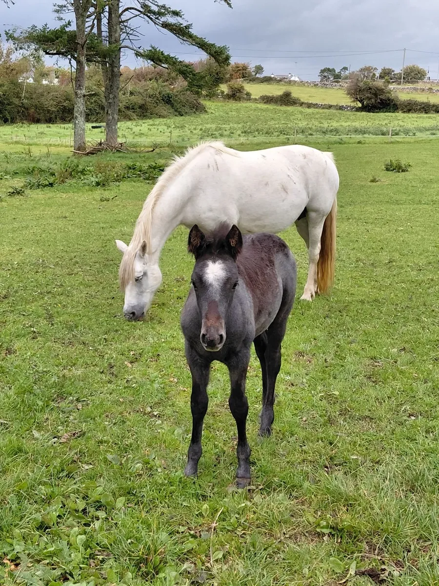 Class 1 Connemara Mare - Image 3