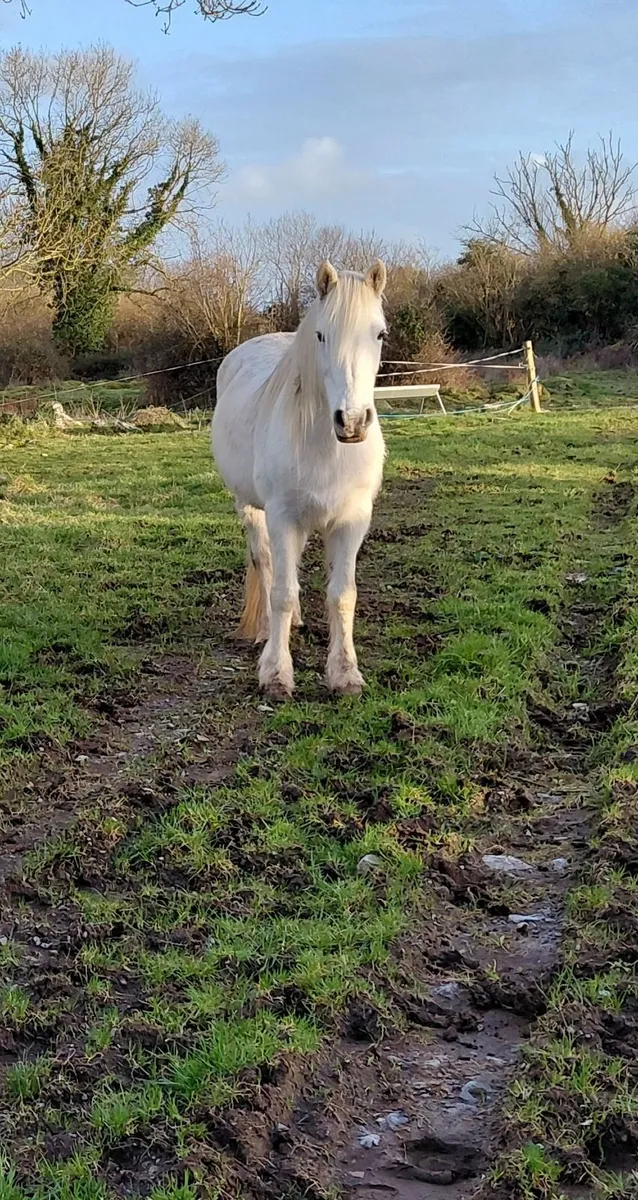 Class 1 Connemara Mare - Image 4
