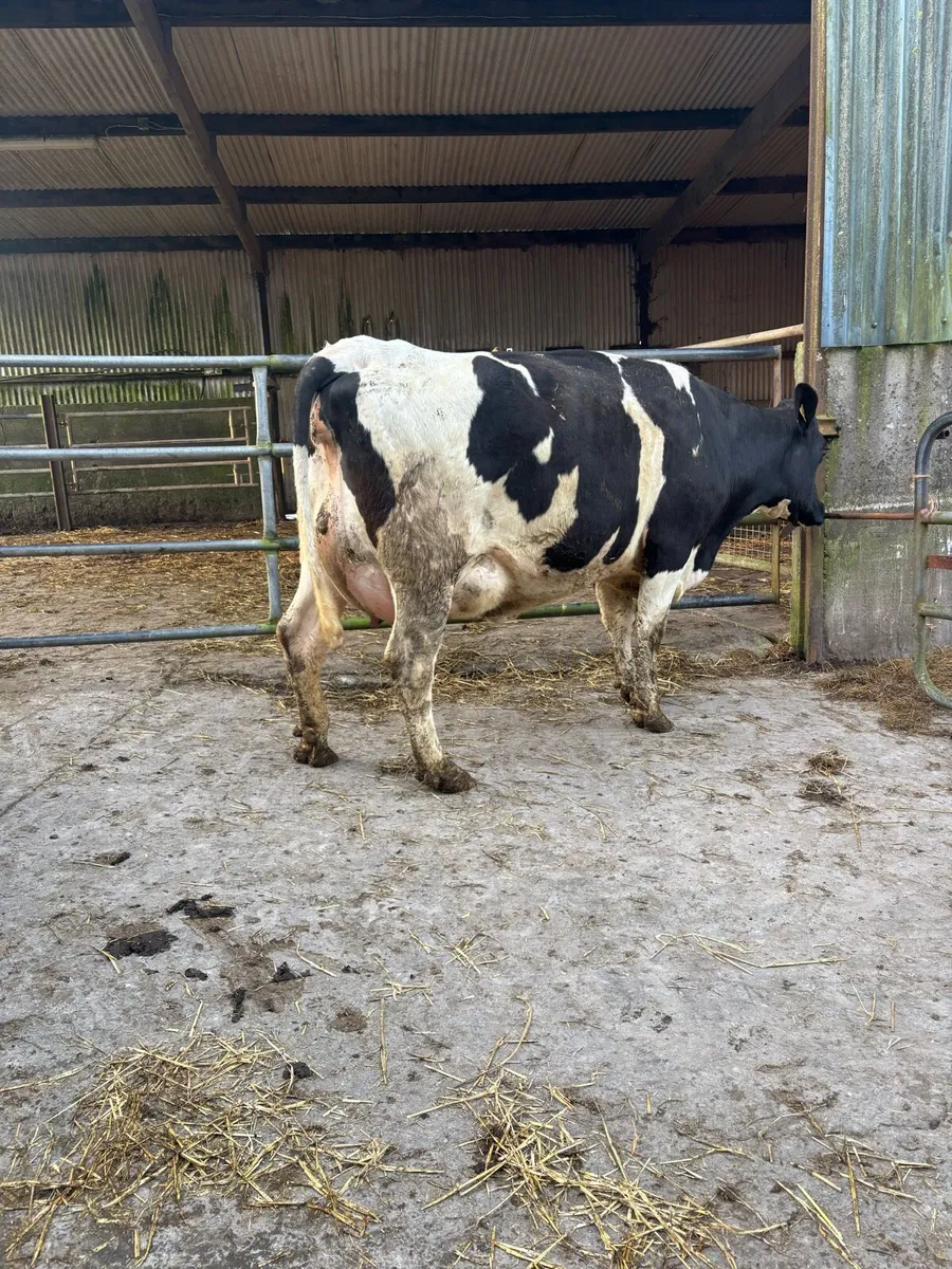 FRESHLY CALVED COWS/HEFIERS - Image 3
