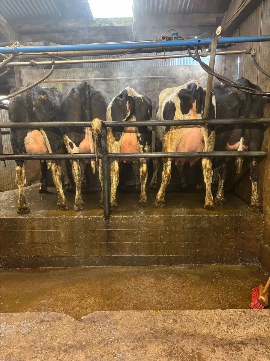 FRESHLY CALVED COWS/HEFIERS - Image 4