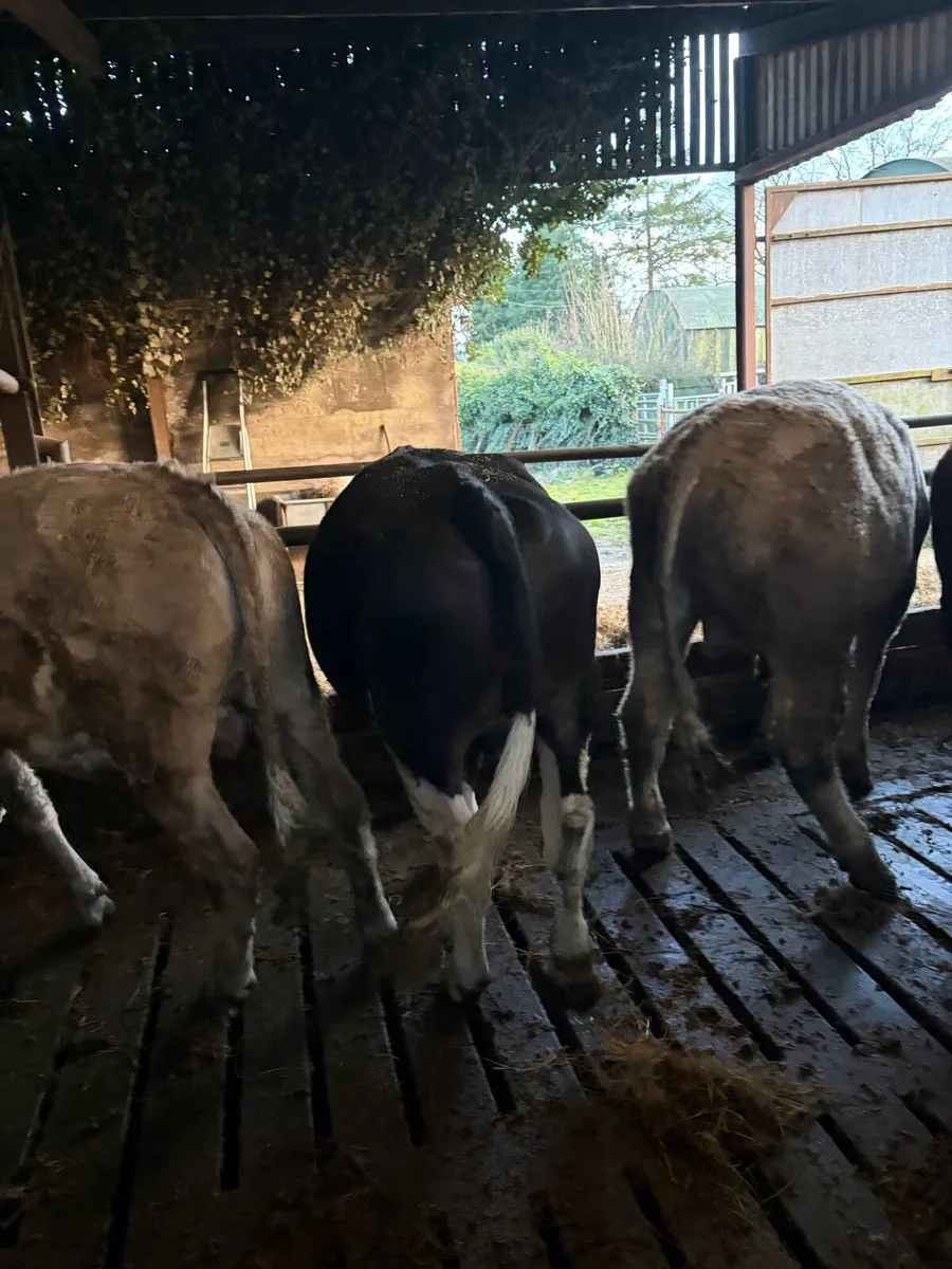 Yearling bullocks - Image 2