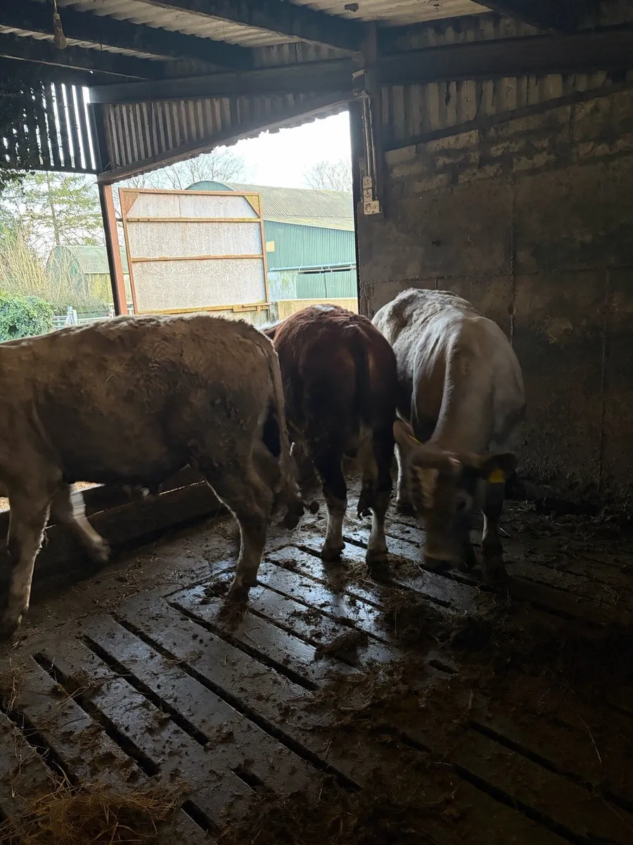 Yearling bullocks - Image 3