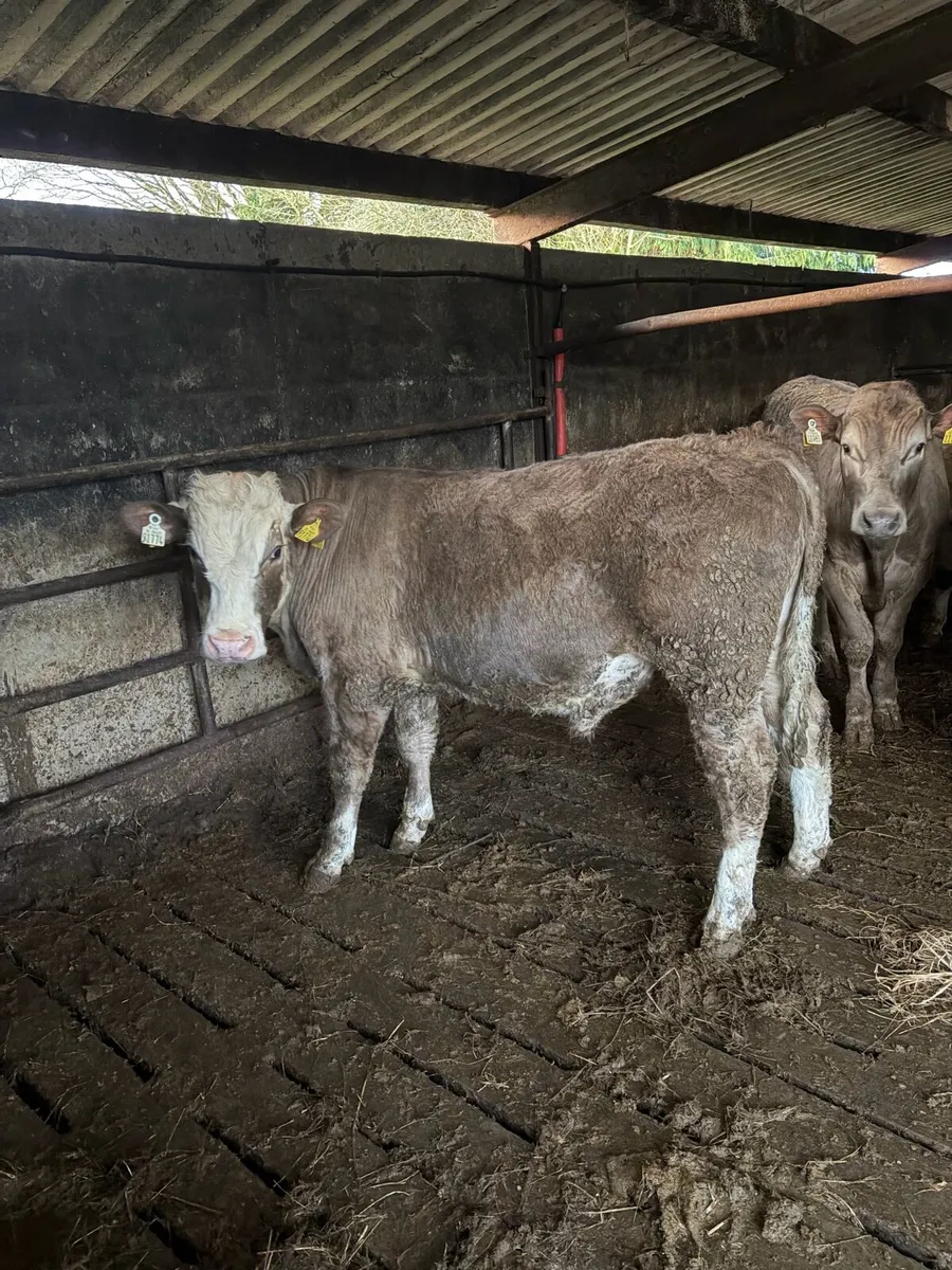 Yearling bullocks - Image 4