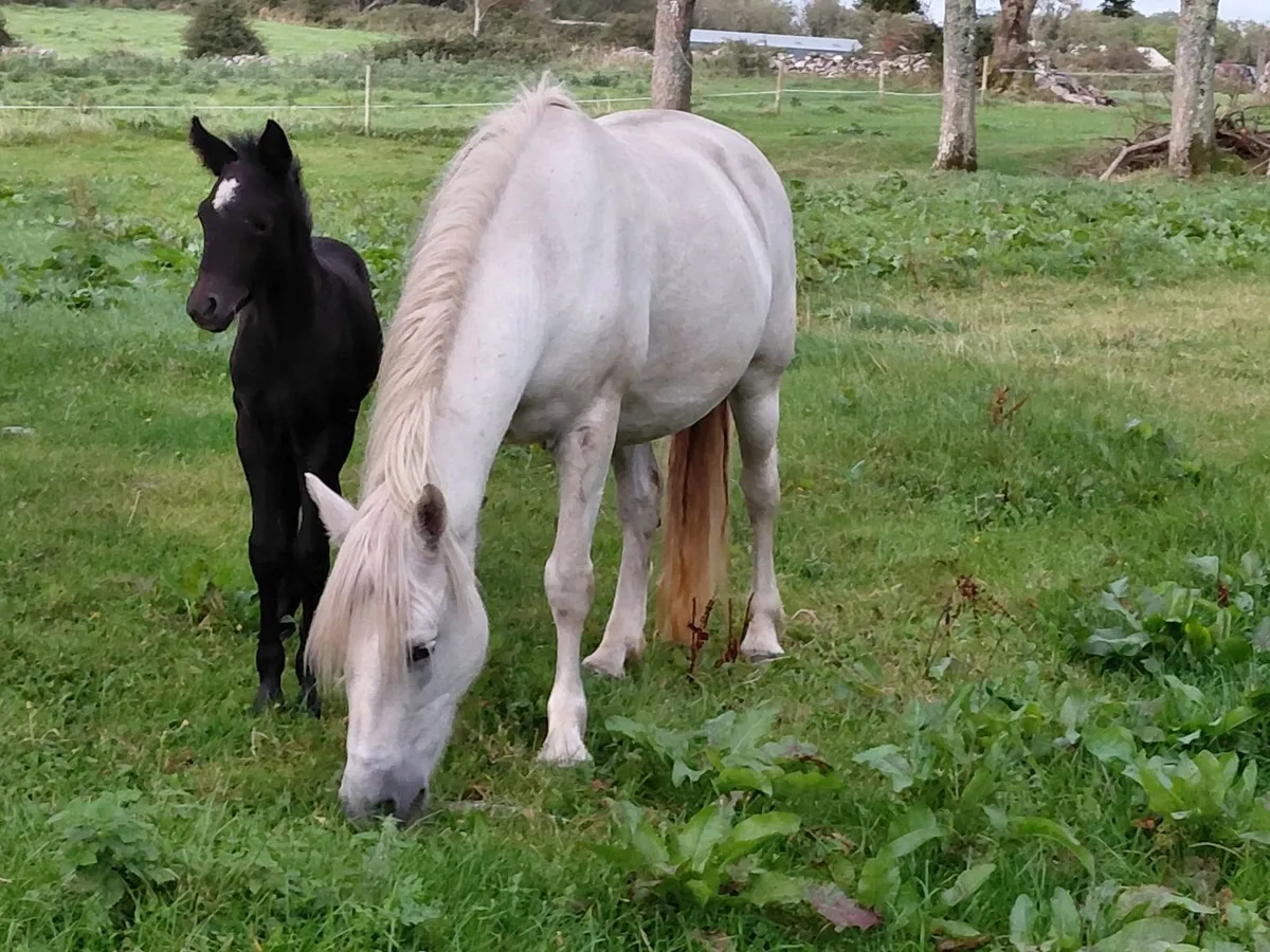 Class 1 Connemara Mare - Image 1