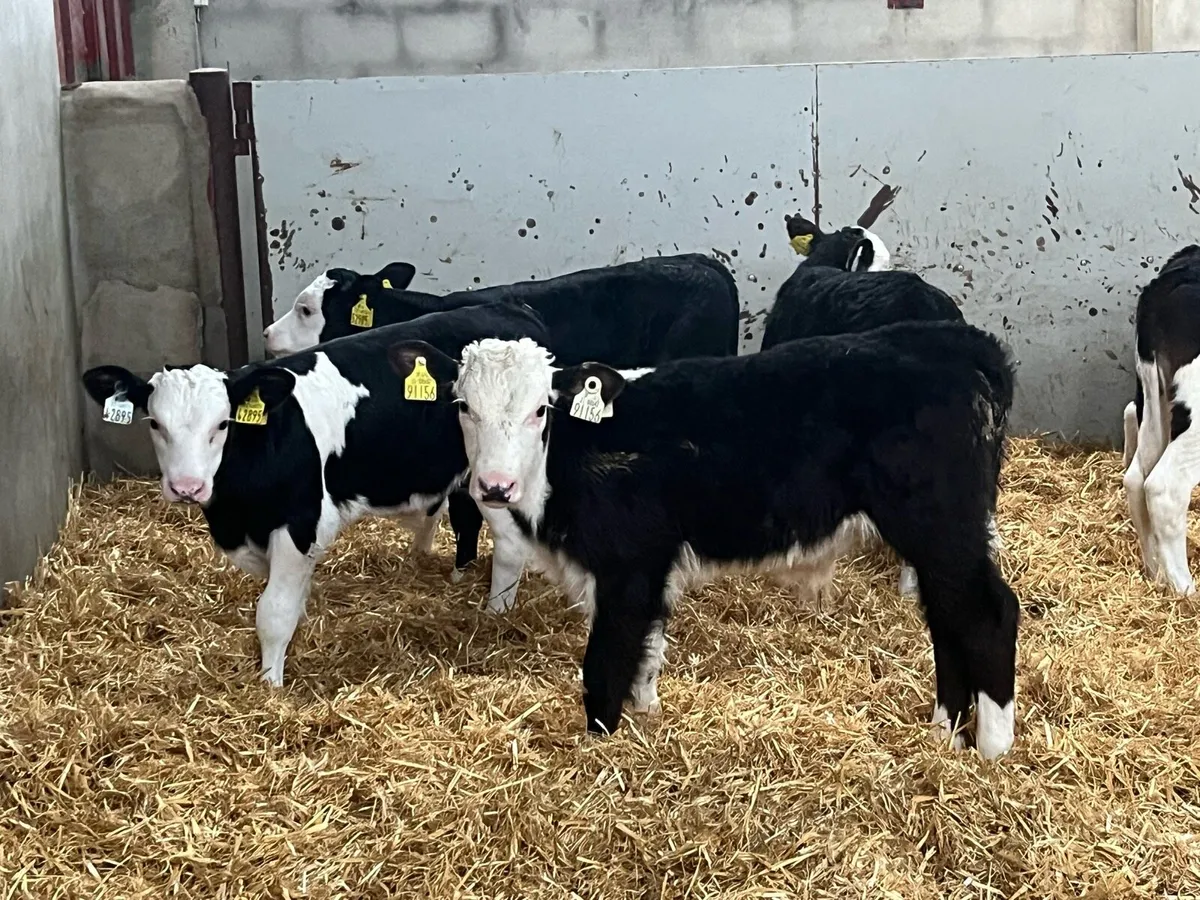 SUPER HEX BULL CALFS - Image 2