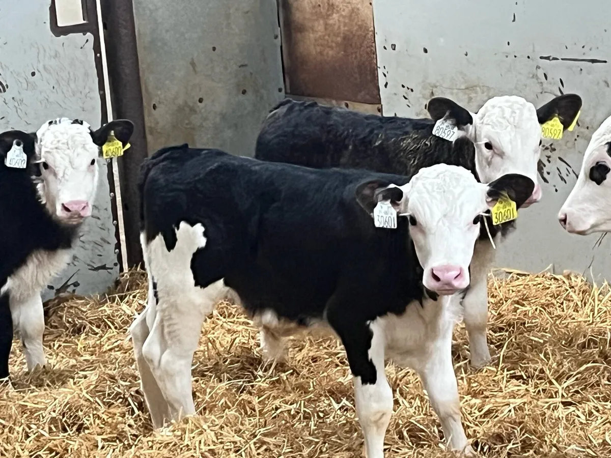 SUPER HEX BULL CALFS - Image 3