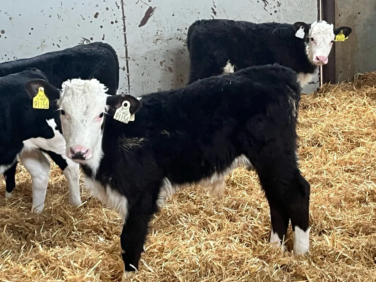 SUPER HEX BULL CALFS - Image 4