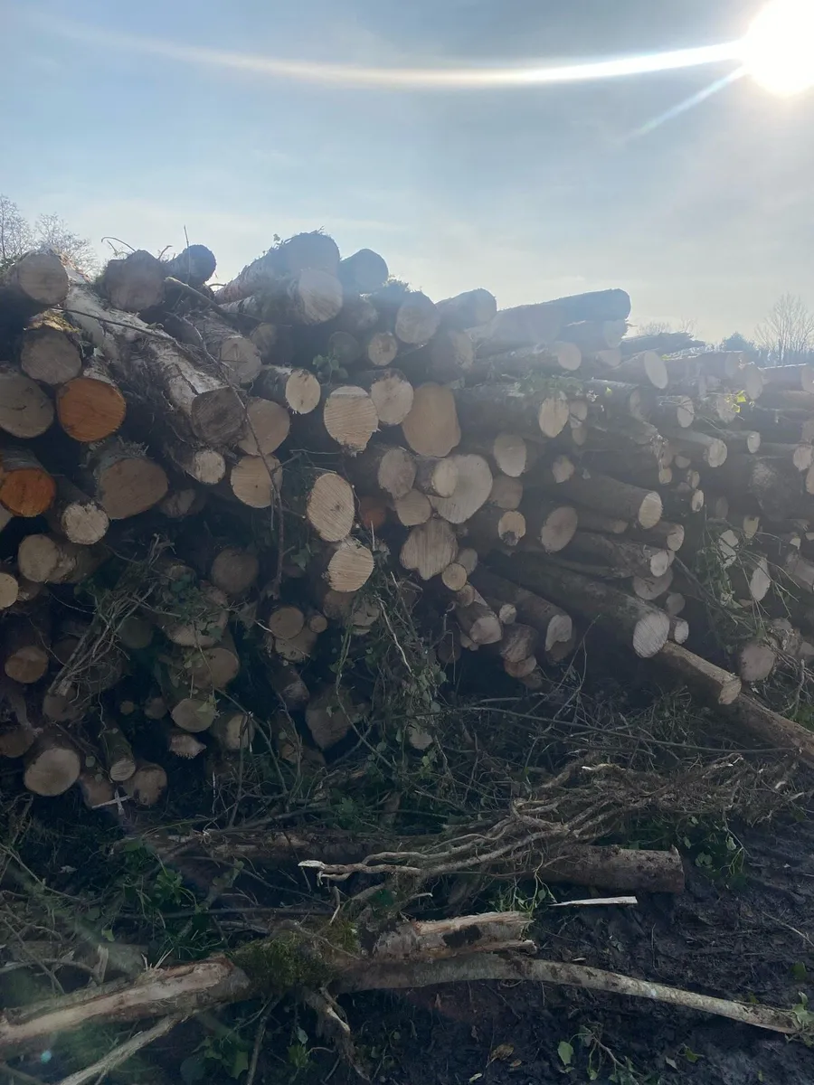 Ash Firewood - Image 4