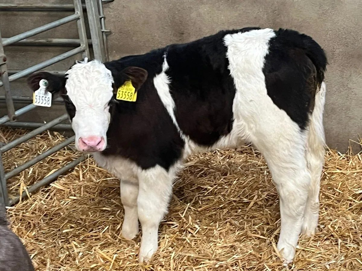 SIMMENTAL HEIFER CALVES - Image 4