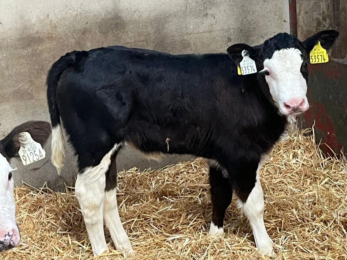 SIMMENTAL HEIFER CALVES - Image 1