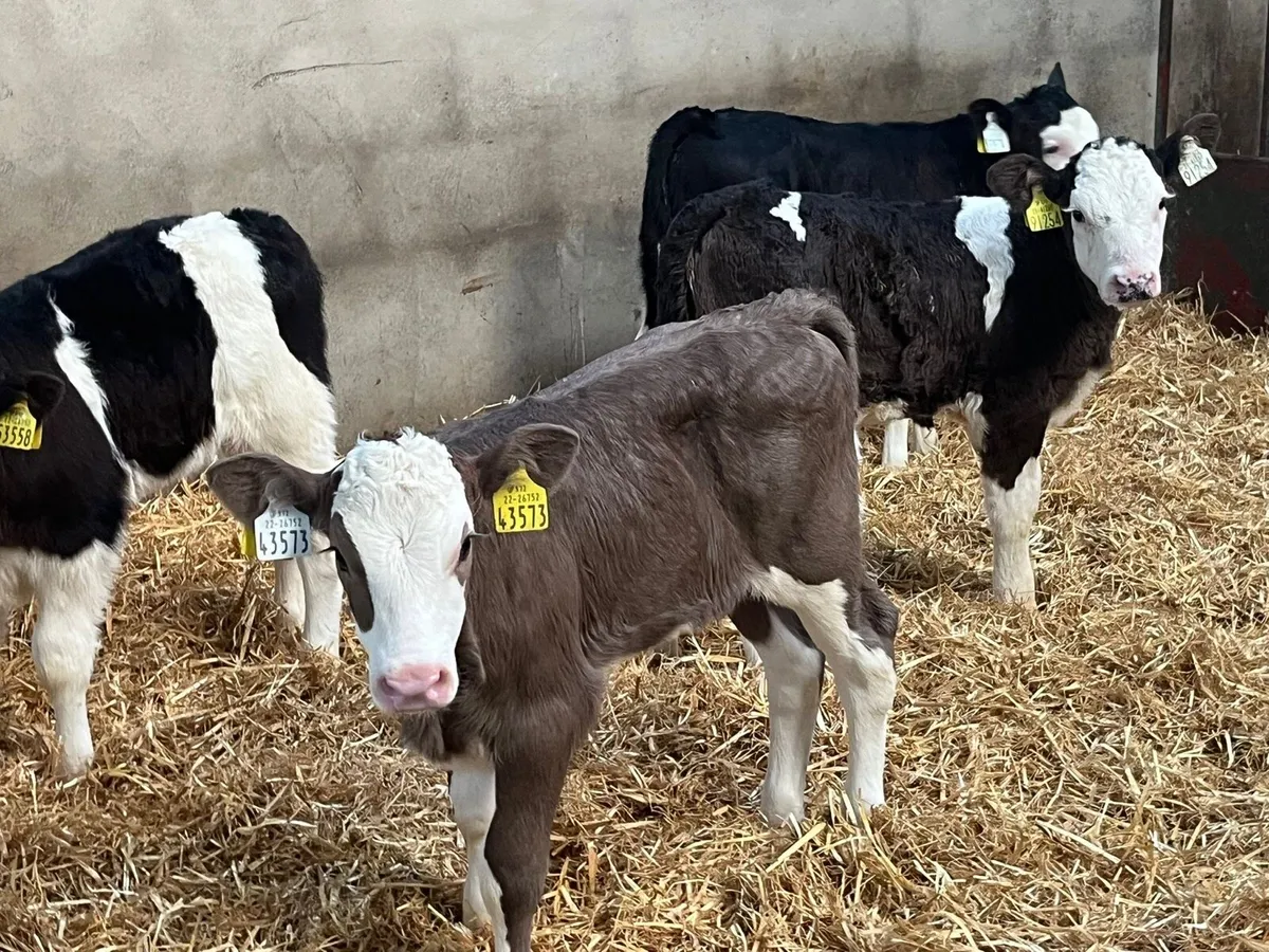 SIMMENTAL HEIFER CALVES - Image 3