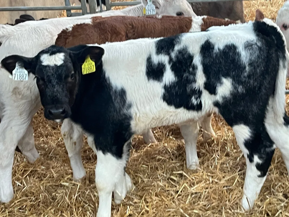 BB CH SIM BULL CALFS - Image 1