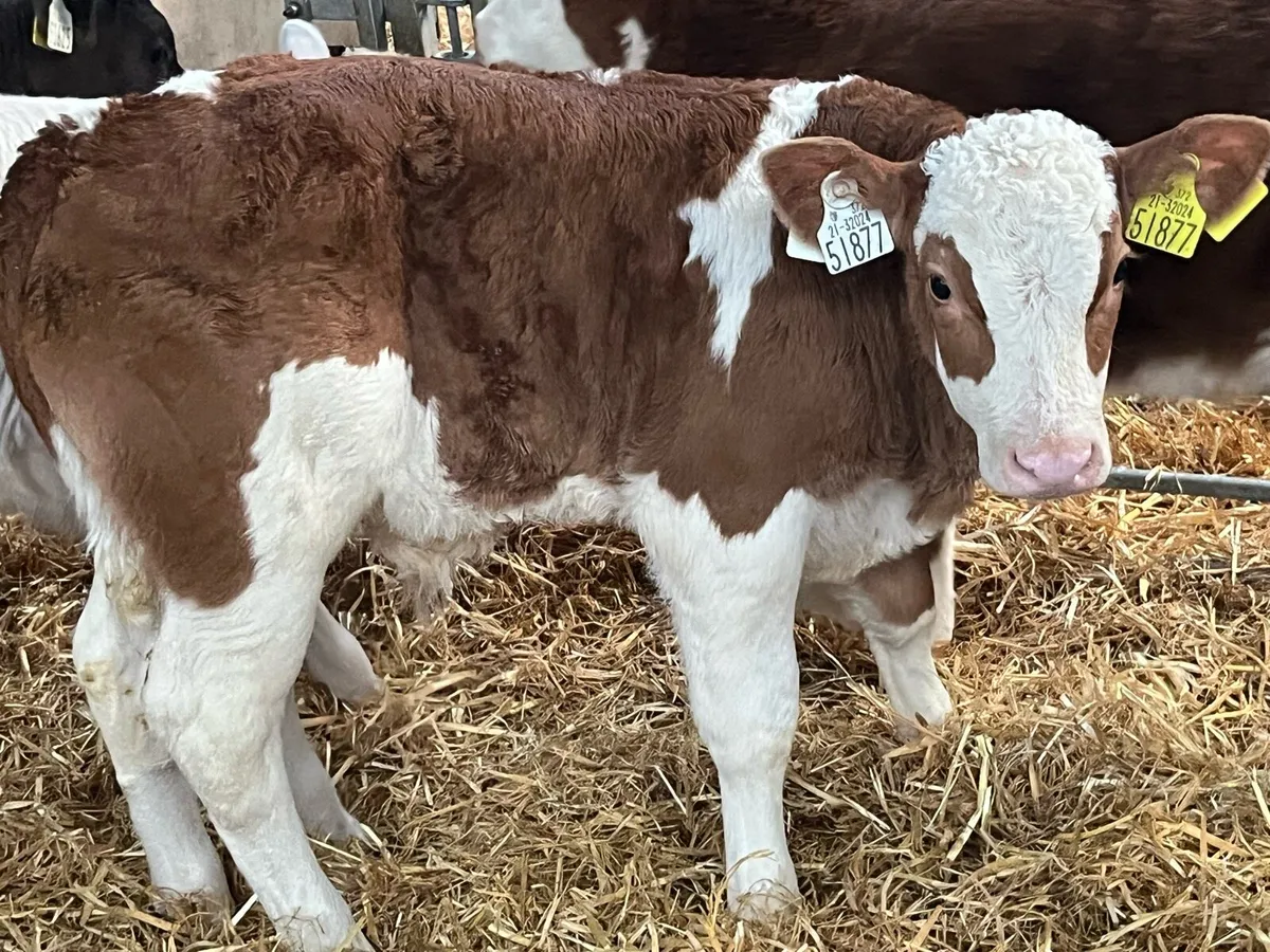 BB CH SIM BULL CALFS - Image 2