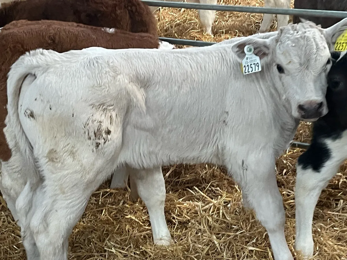 BB CH SIM BULL CALFS - Image 3