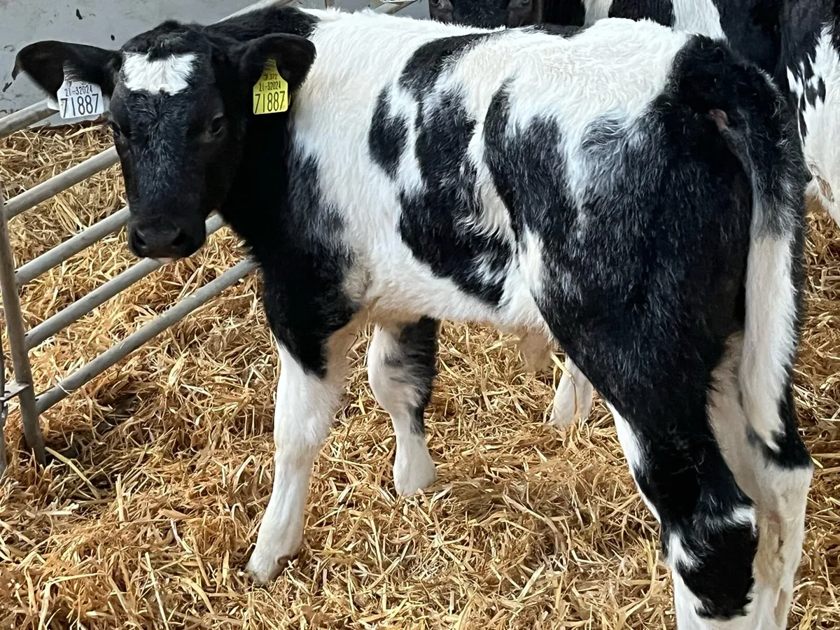 BB CH SIM BULL CALFS - Image 4