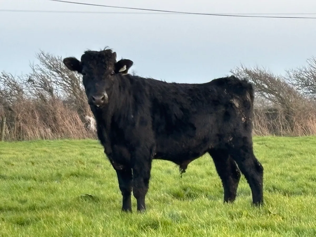 Bull - Image 1