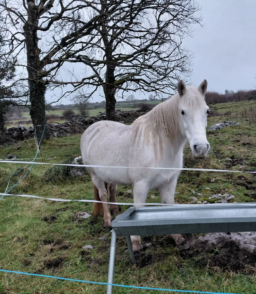 Class 1 Connemara Mare - Image 1