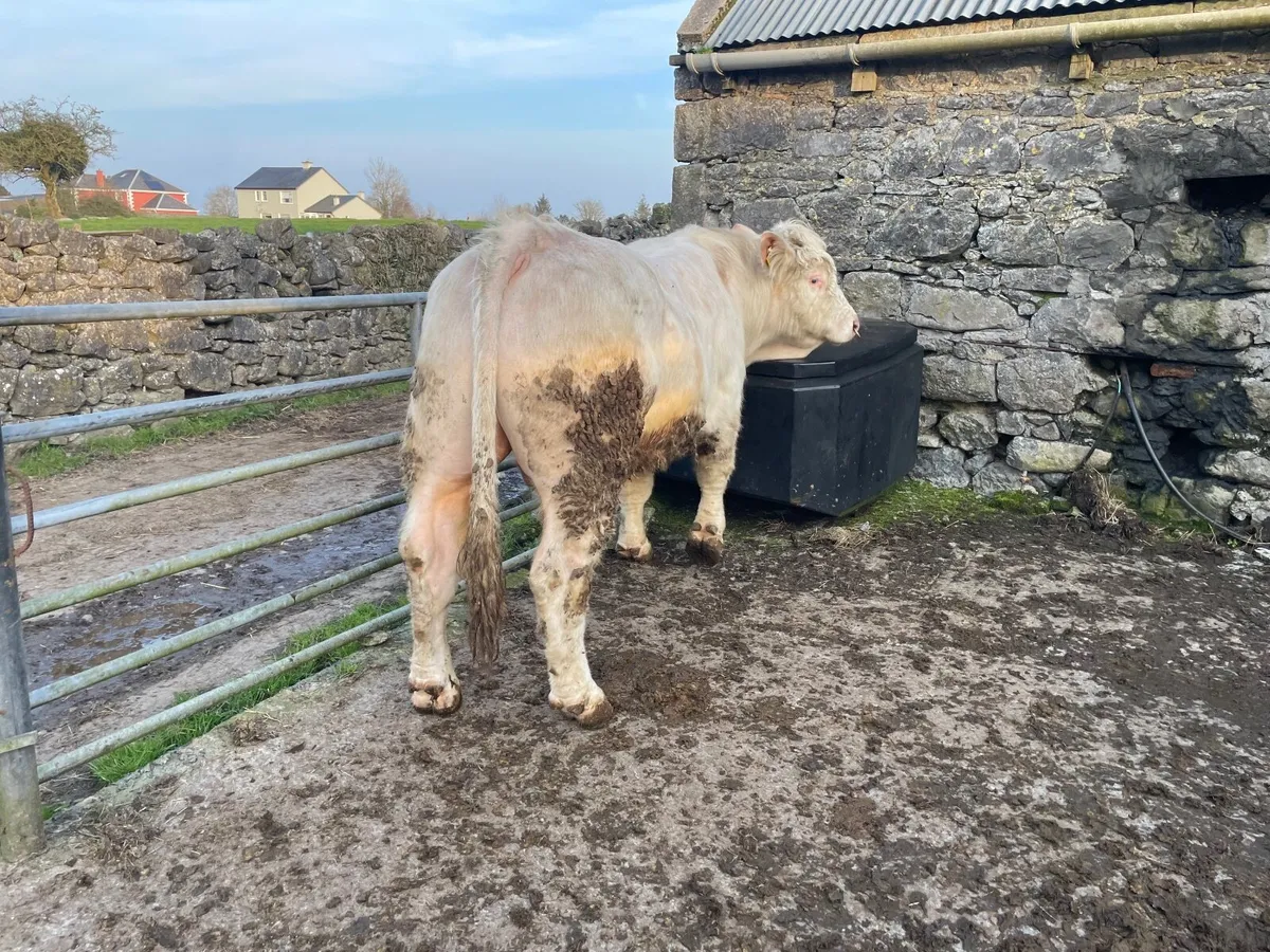 Charolais Bull - Image 1