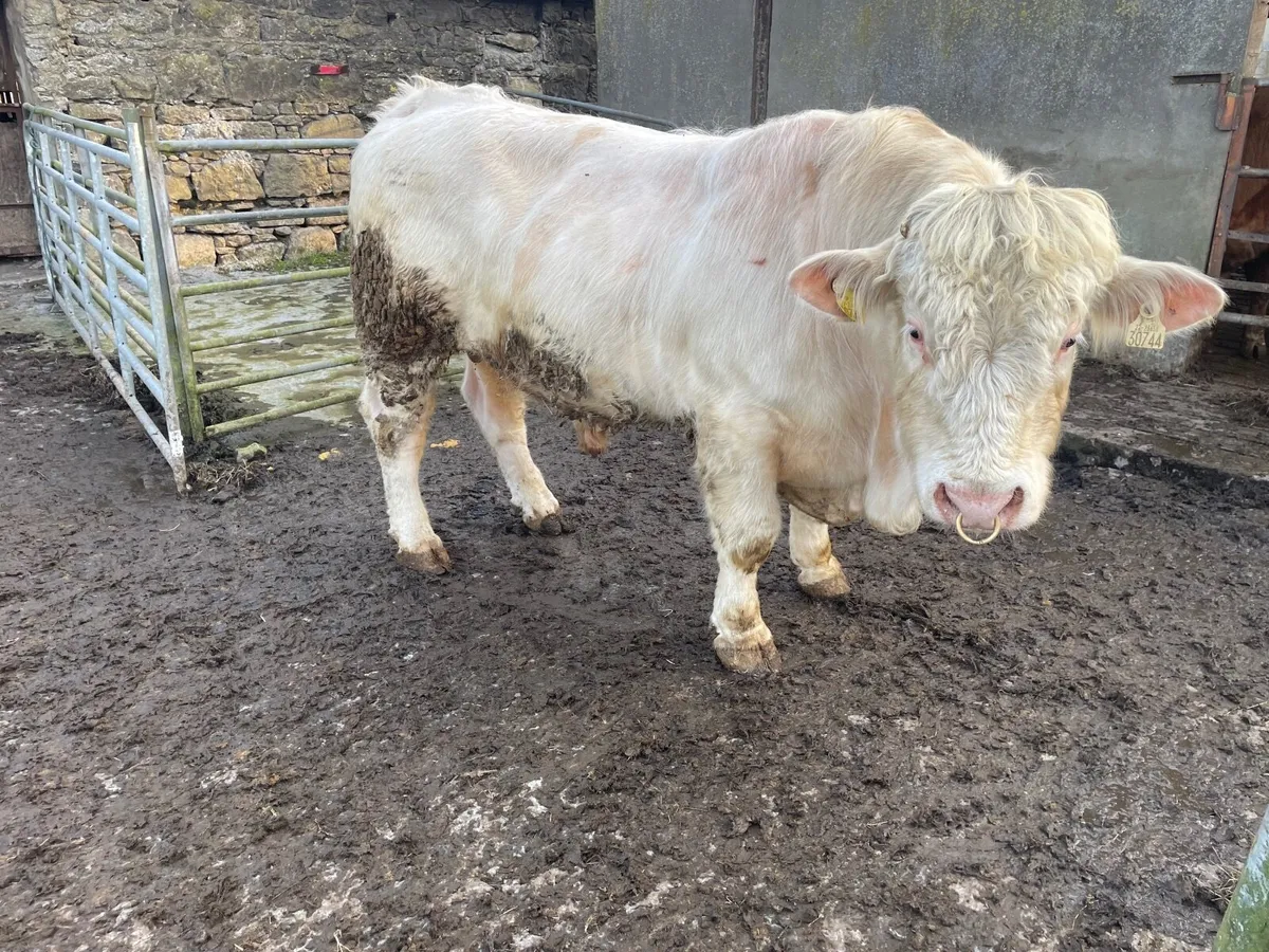 Charolais Bull - Image 3