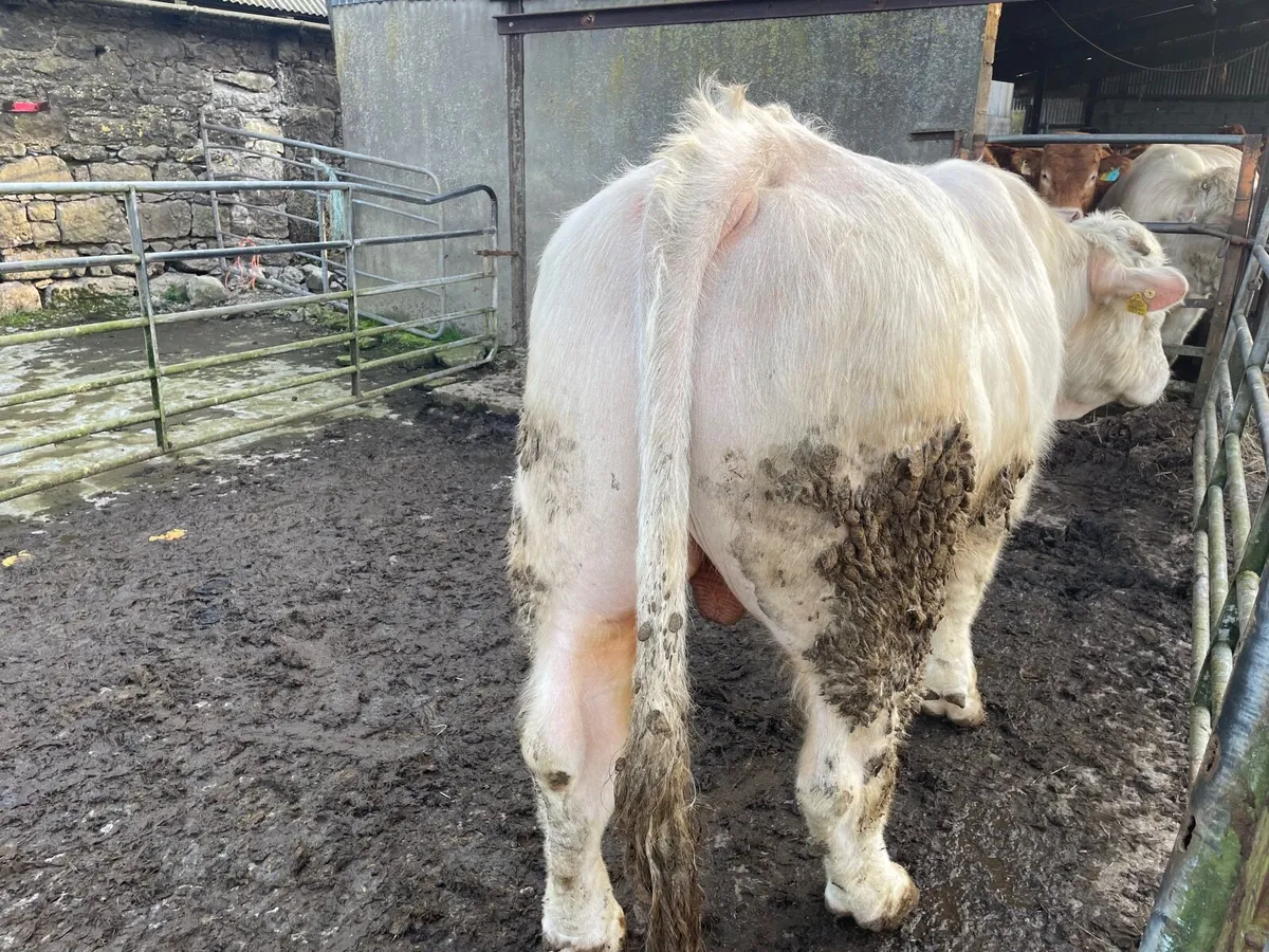 Charolais Bull - Image 2