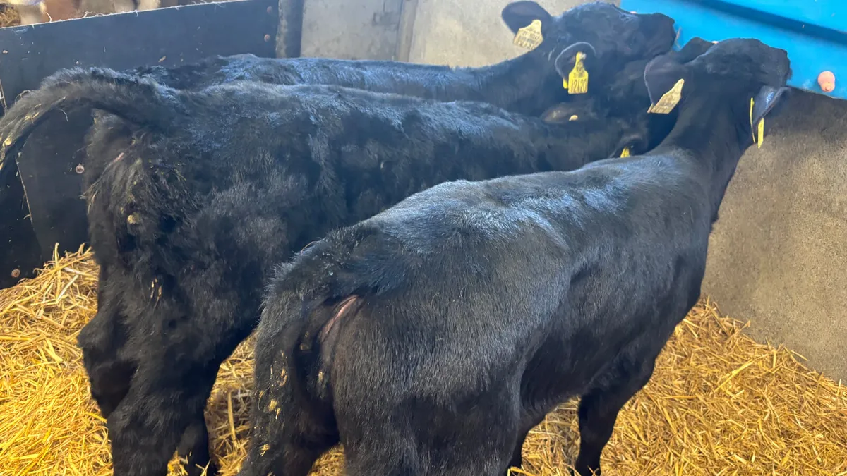 3 Quality Angus Heifer Calves - Image 4