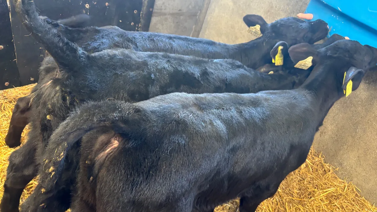 3 Quality Angus Heifer Calves - Image 1