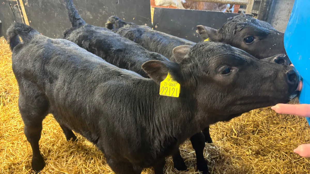 3 Quality Angus Heifer Calves - Image 2