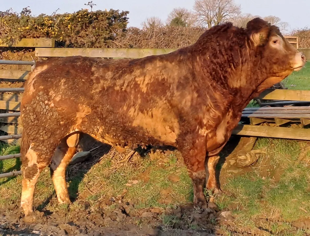 Limousin Bull - Image 3