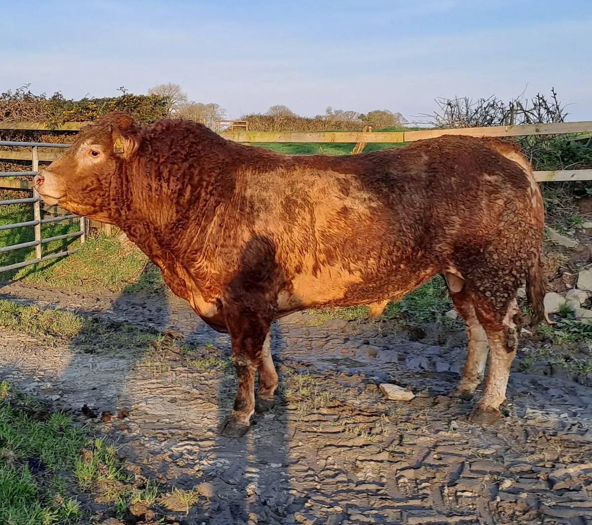Limousin Bull - Image 4