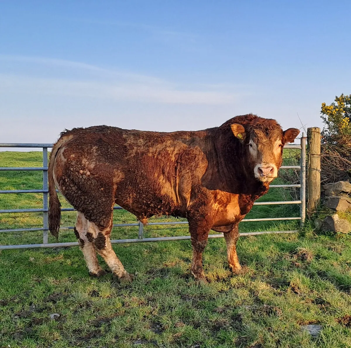 Limousin Bull - Image 1
