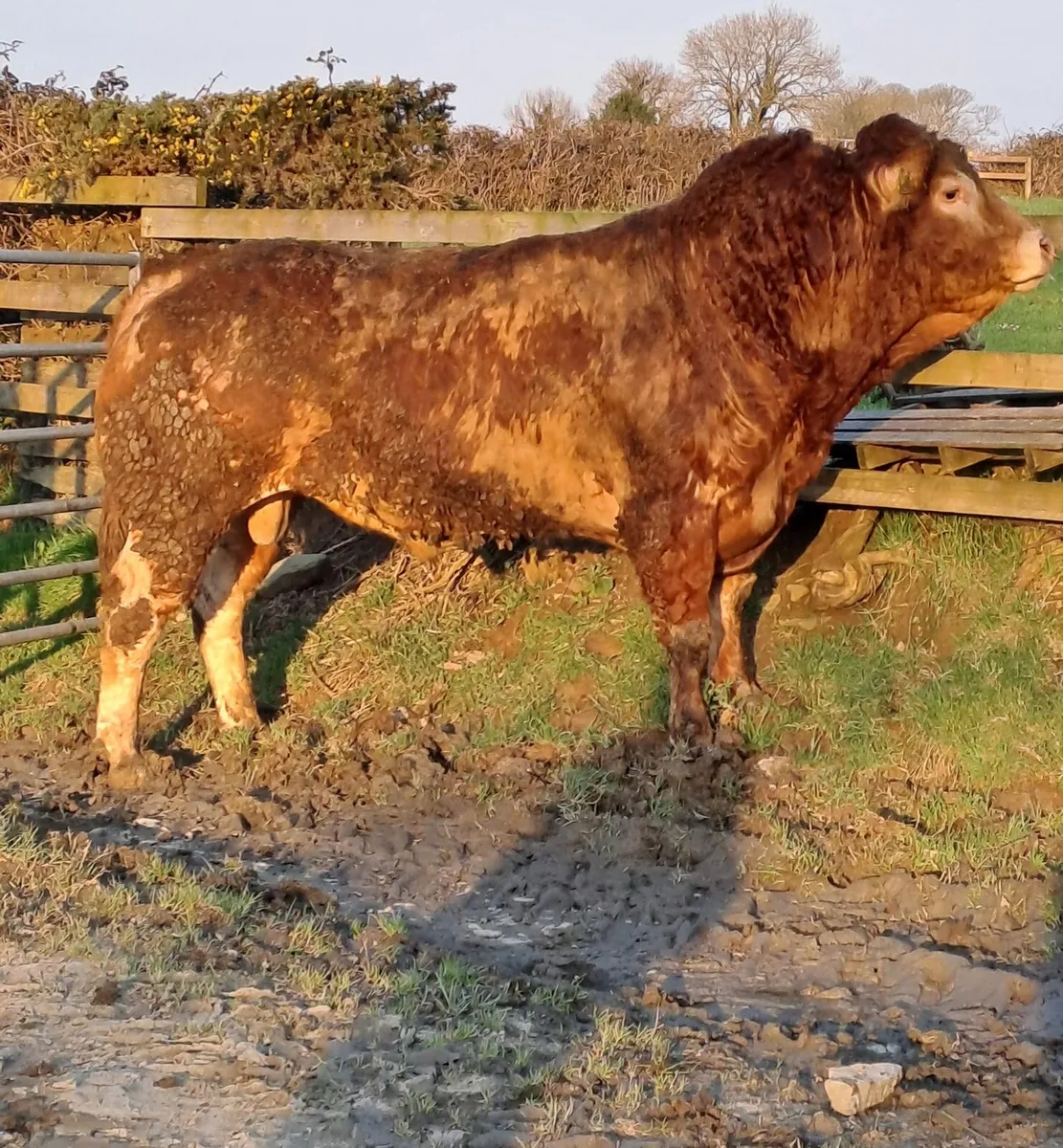 Limousin Bull - Image 2