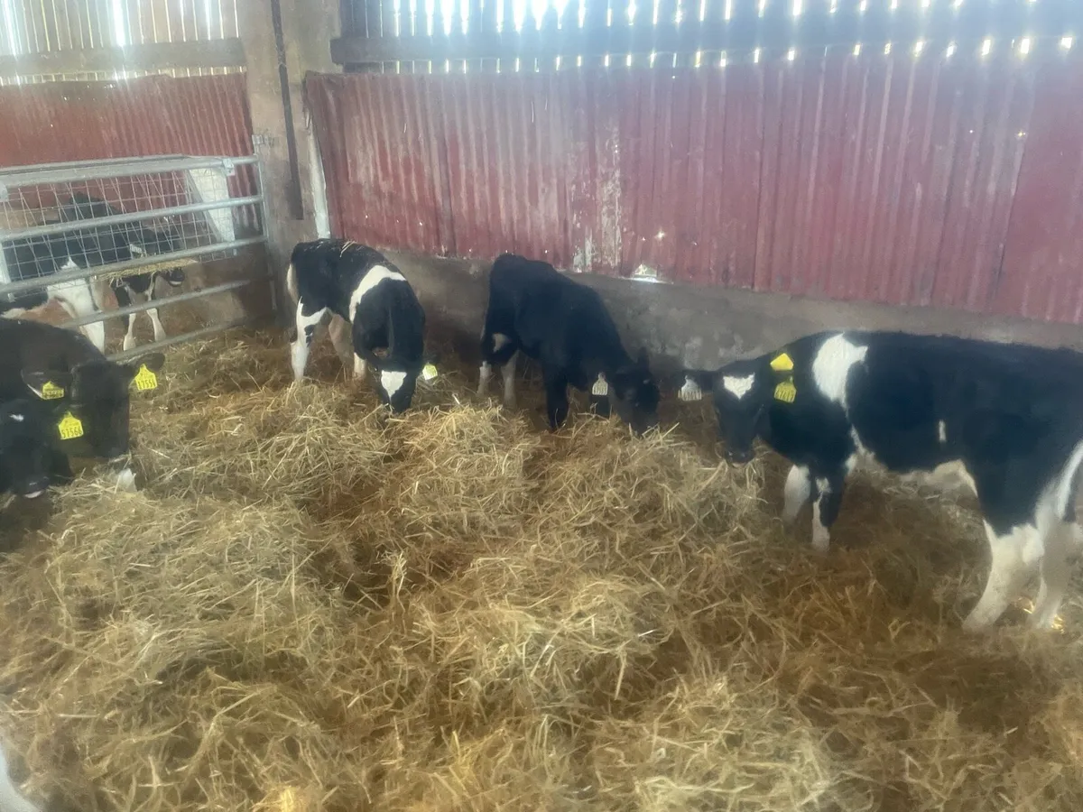 Friesian bull calves - Image 2