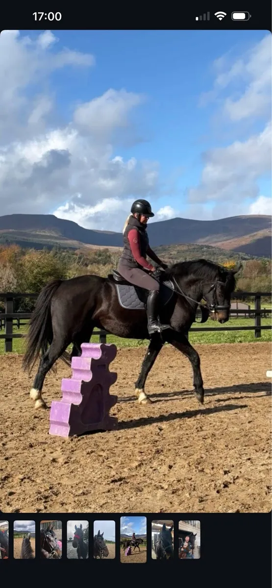 5yr old Gelding ⭐️⭐️⭐️⭐️⭐️ HOME ONLY - Image 1