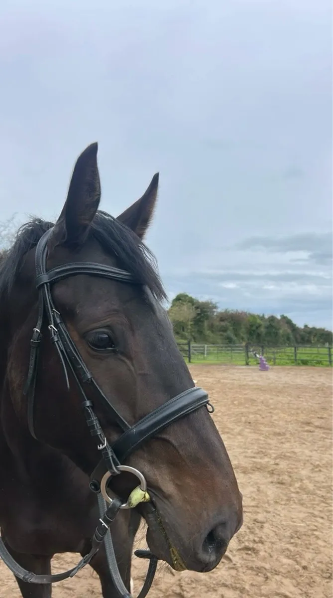 5yr old Gelding ⭐️⭐️⭐️⭐️⭐️ HOME ONLY - Image 2