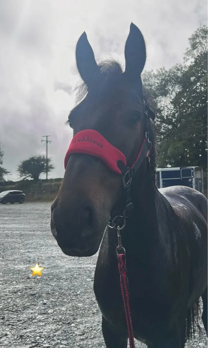 5yr old Gelding ⭐️⭐️⭐️⭐️⭐️ HOME ONLY - Image 3