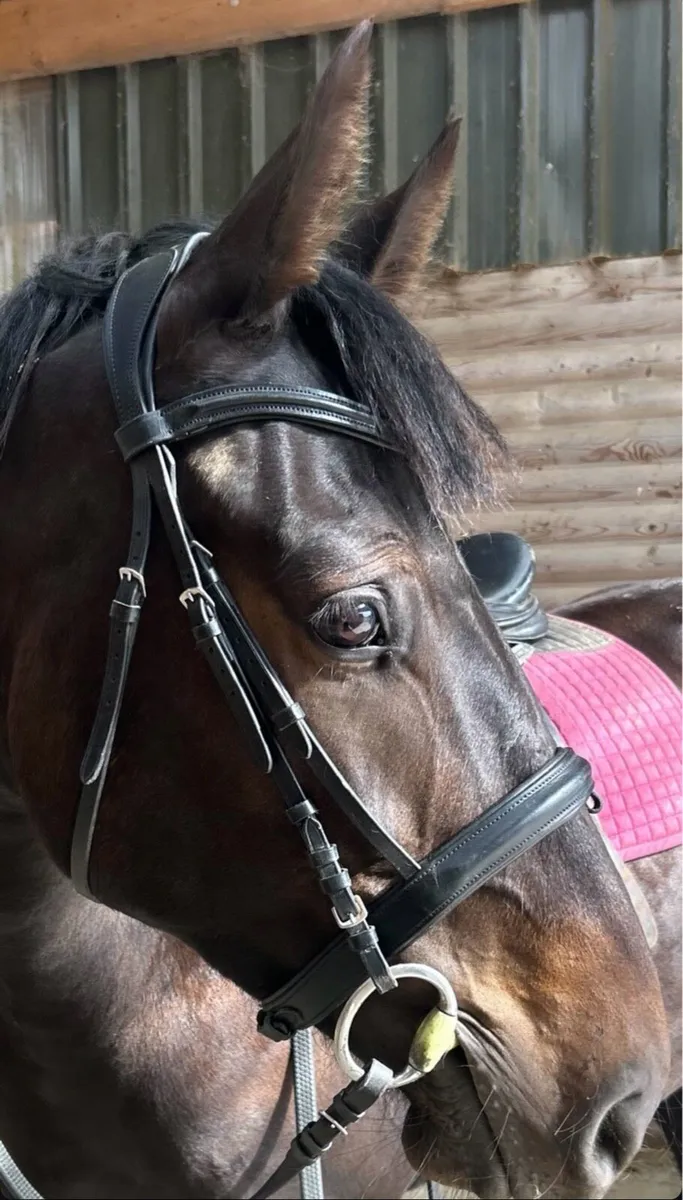 5yr old Gelding ⭐️⭐️⭐️⭐️⭐️ HOME ONLY - Image 4