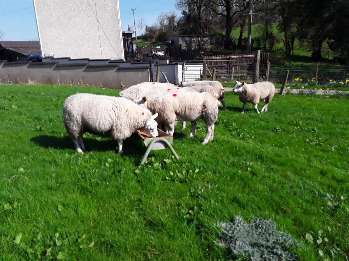 Pedigree Texels - Image 1