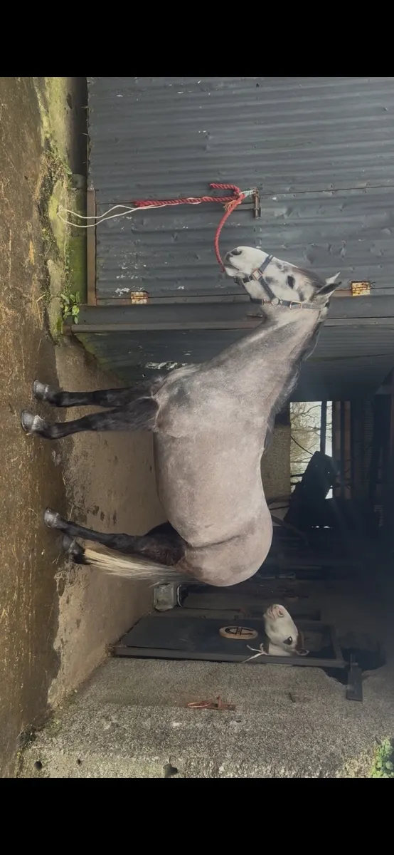 ⭐amazing pony⭐ - Image 1